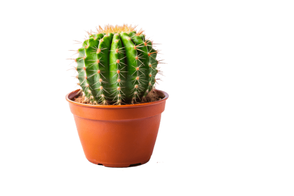 3D Green Cactus PNG for Modern Design