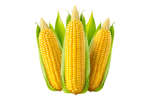 Fresh Sweet Corn 3D Rendering PNG for Creative Designs
